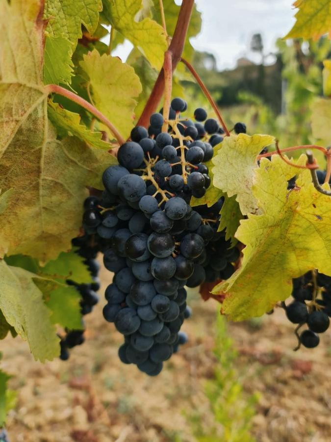 Podere Borgaruccio Peccioli Exteriér fotografie